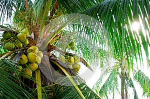 Coconut Tree photo