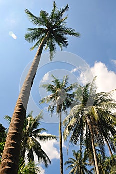 Coconut tree