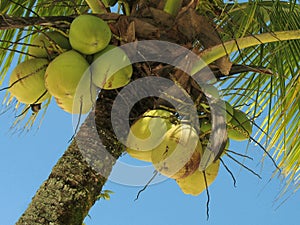 Coconut tree - 2 photo