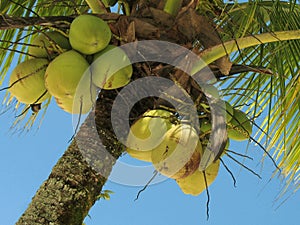 Coconut tree - 2