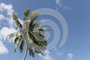 Coconut Tree - 2