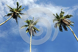 Coconut Tree