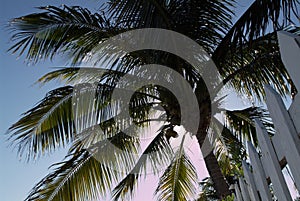 Coconut Tree