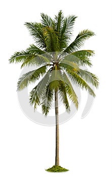 Coconut tree