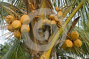 Coconut tree photo