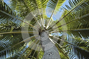 Coconut tree