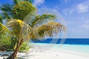 Coconut tree at Adaaran Club Rannalhi resort in Maldives