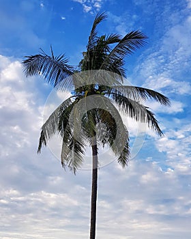 Coconut tree against blue sky