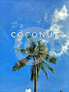 Coconut tree against blue sky