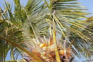 Coconut tree against blue sky