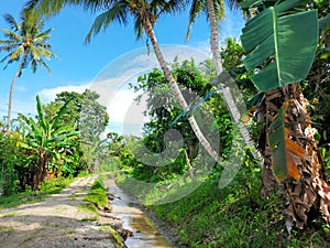 Coconut tree against blue sky 