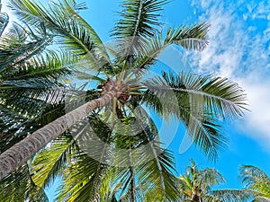 Coconut Tree Against Blue Sky