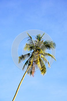 Coconut tree against blue sky background at the coast.