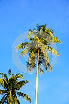 Coconut tree against blue sky background at the coast.