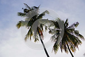 Coconut tree against blue sky background at the coast.