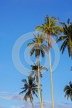 Coconut tree against blue sky background at the coast.