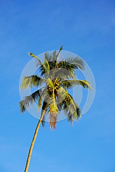 Coconut tree against blue sky background at the coast.