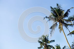 Coconut tree against blue sky with copy space