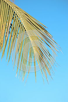 coconut tree against blue sky photos