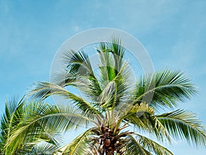 Coconut Tree Against Blue Sky in Summer