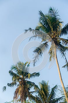 Coconut tree against blue sky, tropical country