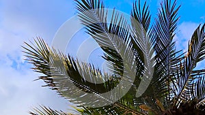Coconut Tree Against the Blue Sky. Video of Sunbeams Coming Through Lush Green Palm Leaves.