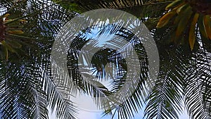 Coconut Tree Against the Blue Sky. Video of Sunbeams Coming Through Lush Green Palm Leaves.