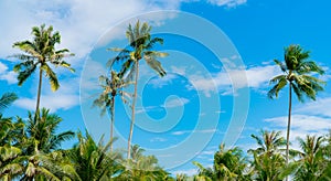 Coconut tree against blue sky and white clouds. Summer and paradise beach concept. Tropical coconut palm tree. Summer vacation