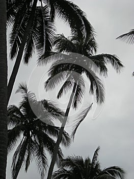 Coconut tree, coconut agricultural, coconut agribusiness photo