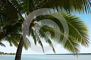 Coconut Tree in Aitutaki Lagoon Cook Islands