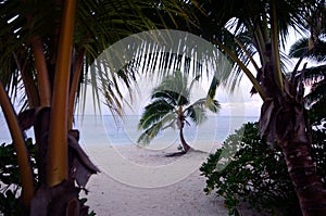 Coconut Tree in Aitutaki Lagoon Cook Islands