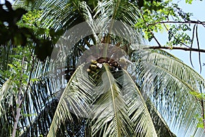 Coconut tree as captured from the ground
