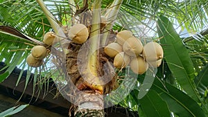Coconut tree bali