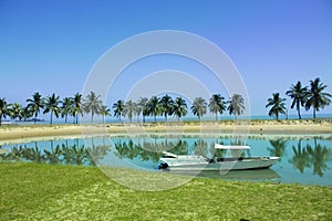 Coconut tree and beach