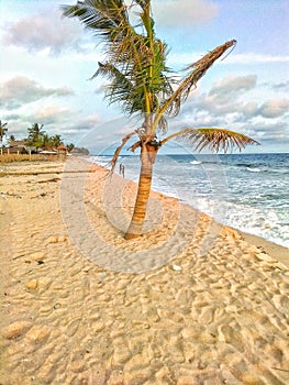 The coconut tree by the beach