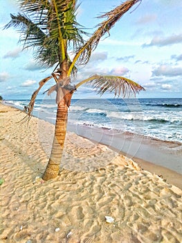 The coconut tree by the beach