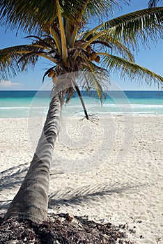 Coconut tree on beach