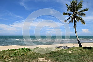 Coconut tree in the beach.