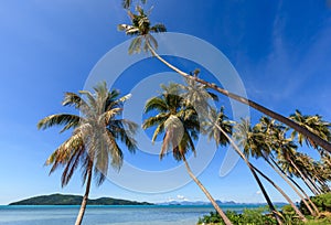 Coconut tree on the beach with clear blue sky.