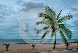 Coconut tree on beach with cloudy sky background over sea water at Ban Krut beach ,Prachuoapkirikhun south of Thailand.