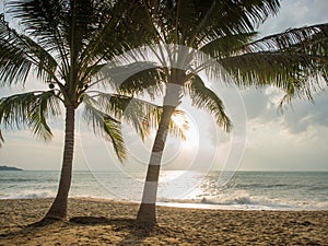 Coconut tree on the beach in Koh Samui