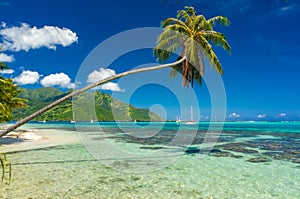 Coconut tree in a beach in Moorea