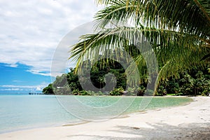 Coconut tree on beach with sunlight