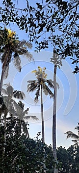 Coconut tree, beaut evening sky