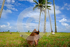 Coconut tree and beautiful nature at sunny day with cloudy blue sky background near the beach