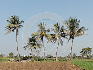 Coconut tree so beautiful tree