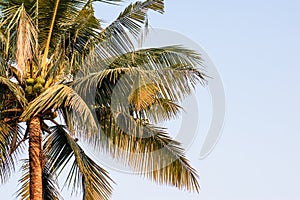 Coconut tree at the beginning