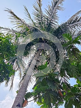 coconut tree below a clear sky