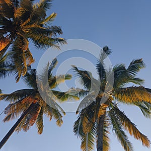 Coconut tree below green nature