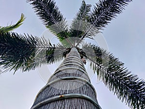coconut tree from below with sky in the morning